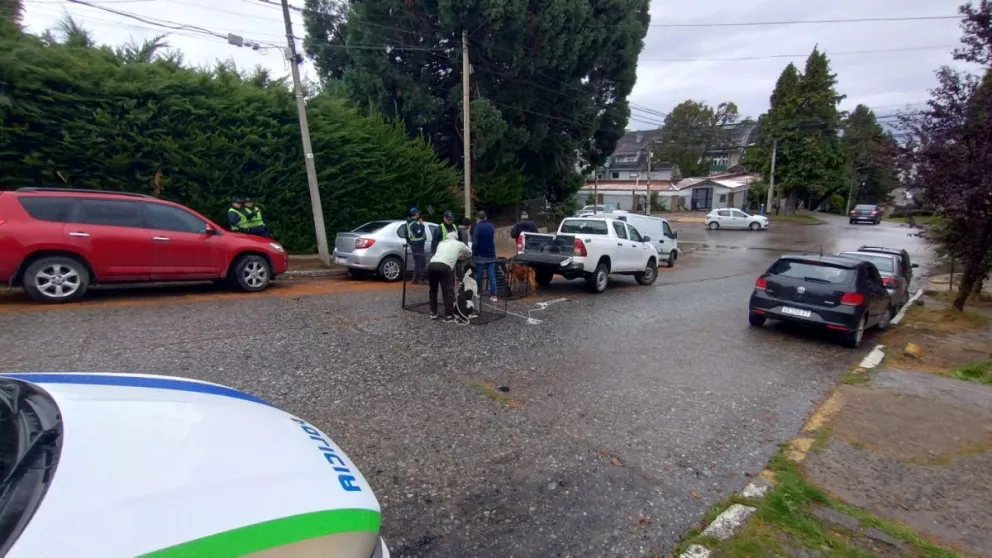 El traslado fue sumamente peligroso debido a la agresividad que demostraron los perros.