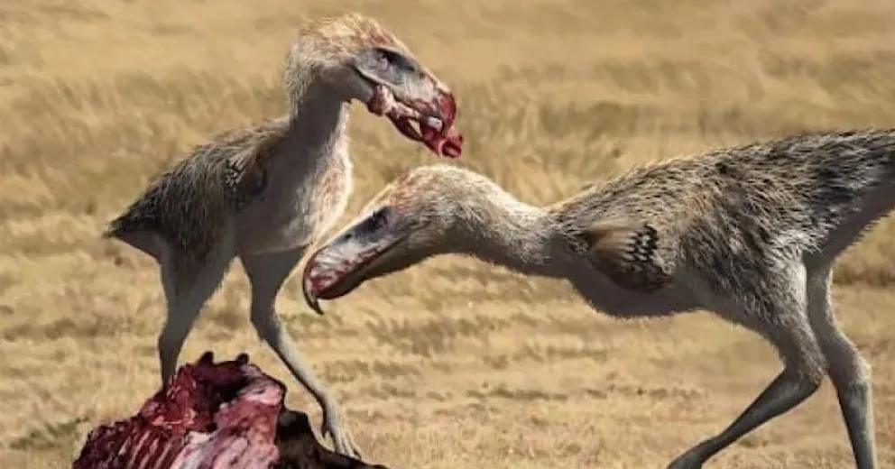 Los fororracos tenían un pico alto y ganchudo, patas largas y alas reducidas, lo que les impedía volar.