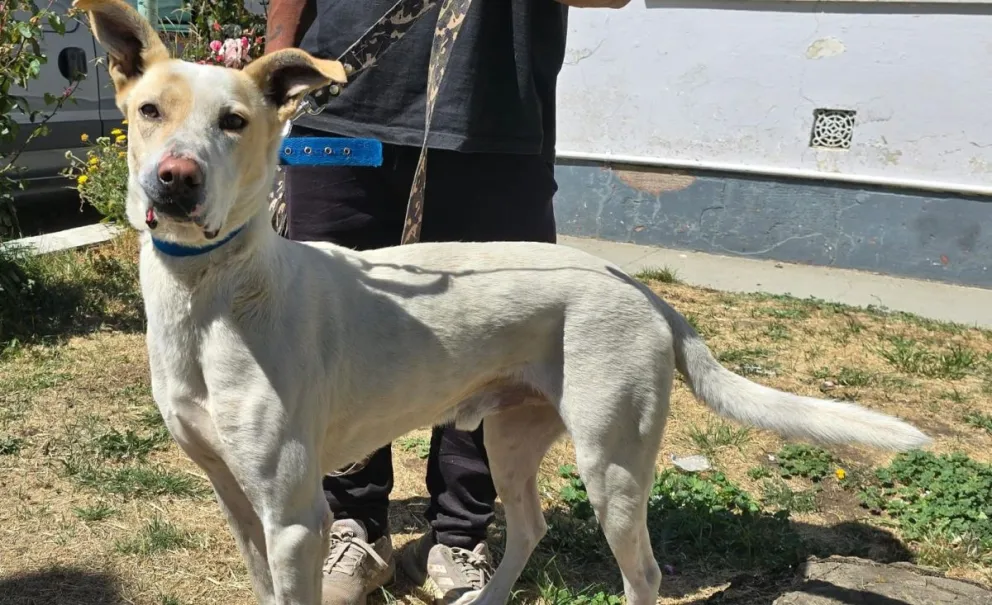 Uno de los tantos perros que salió de la calle para encontrar un hogar. 