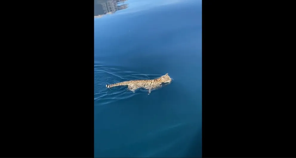 Así de cerca pudo el guía observar al gato. (Video: @pn_los_alerces)