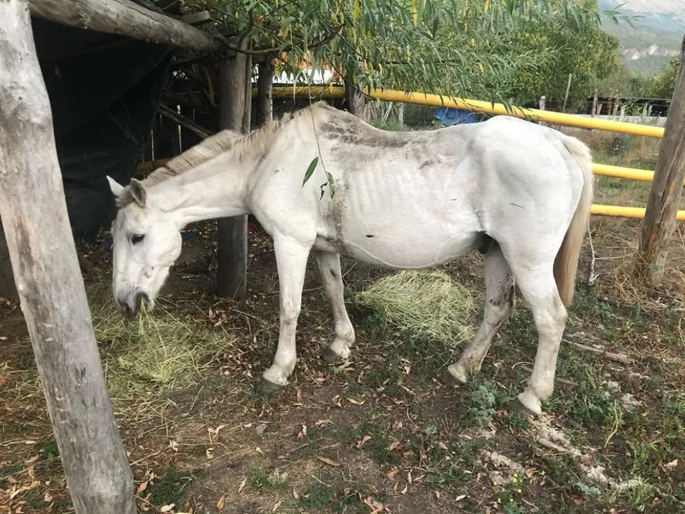 Hasta el momento no se ha logrado identificar al propietario del animal.