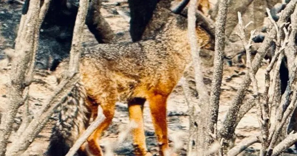 Los animales recorren sectores quemados. Foto gentileza de Ronnie Olsen.