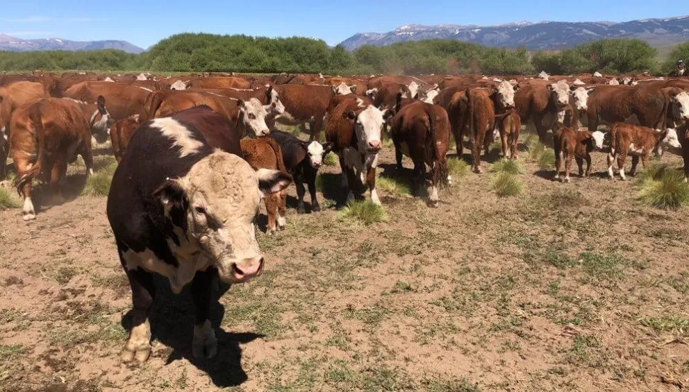 Una medida de Senasa provoca preocupación en los productores de la Patagonia.