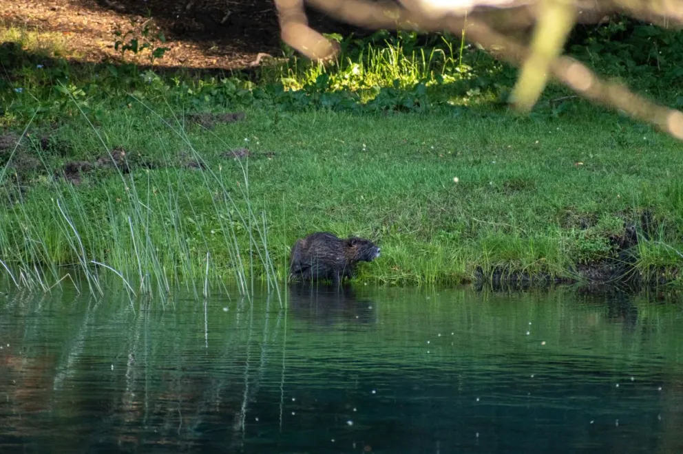 El coipo, un roedor de gran tamaño y muy buen nadador. (Fotos: Eduardo Mac Kenna)