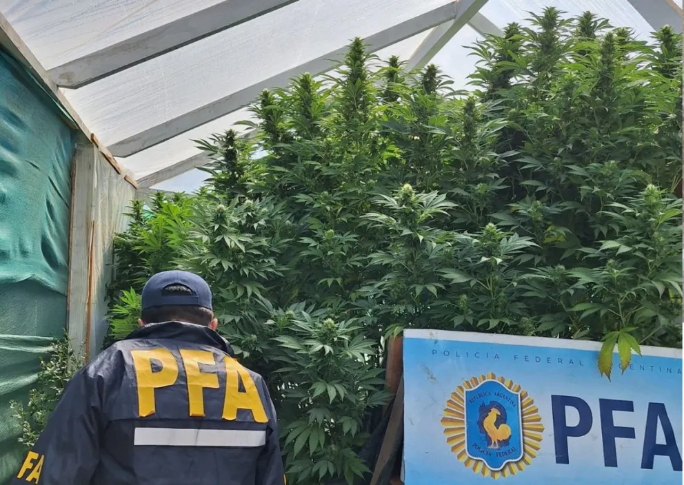 Las plantas de marihuana de gran tamaño. 