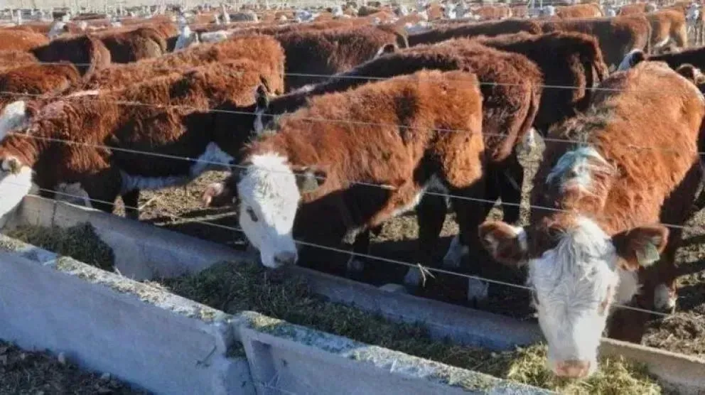 Siguen las manifestaciones de oposición al levantamiento de la barrera sanitaria  