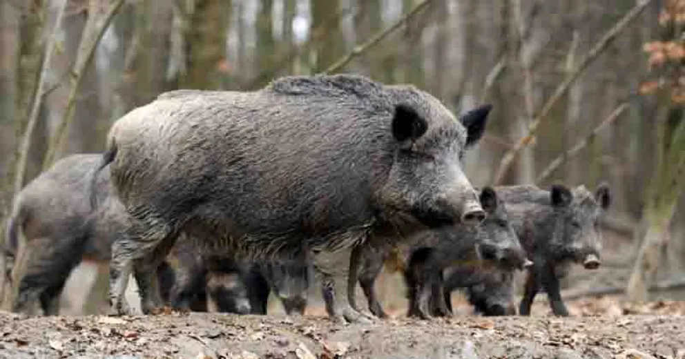 Foto ilustrativa de un grupo de jabalíes.