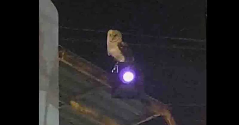 Fue vista anoche.