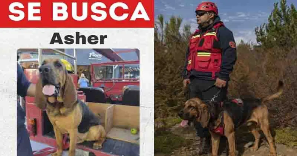 Está entrenado para seguir rastros por lo que puede estar en cualquier parte de la ciudad.