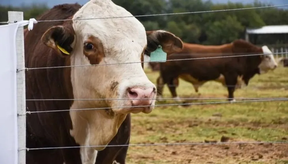 La región tiene como estatus sanitario zona libre de fiebre aftosa sin vacunación.