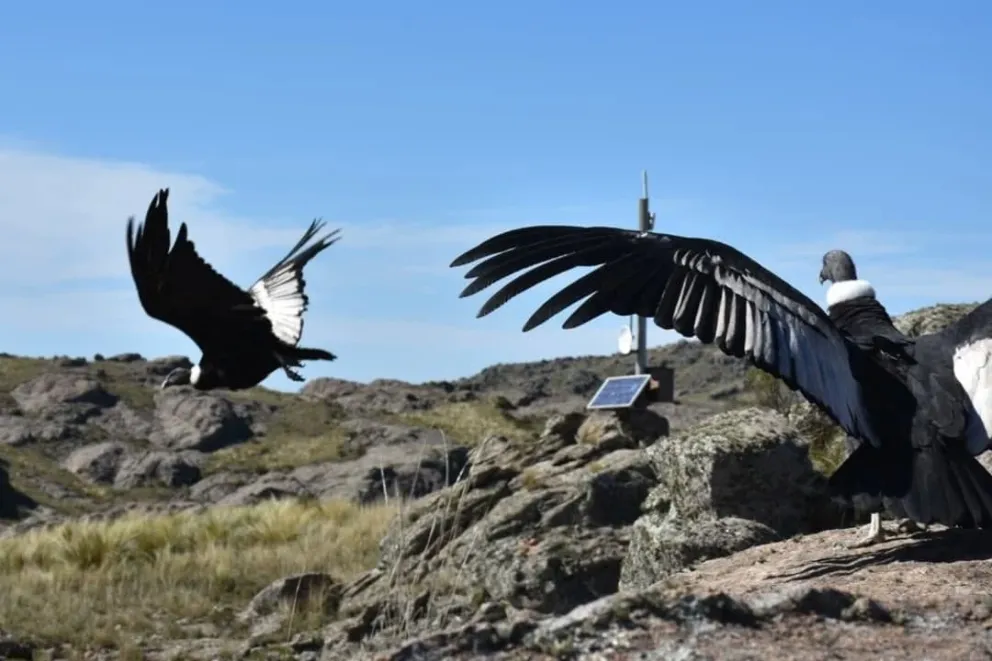 Un momento único en la investigación de la preservación. 
