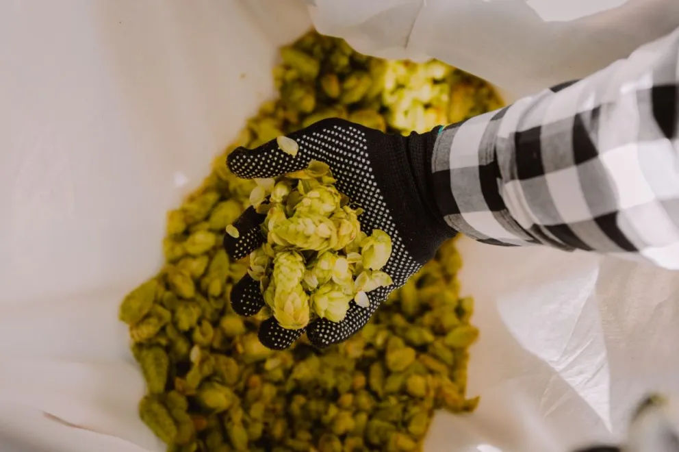 El lúpulo es el ingrediente especial de la cerveza, y su cosecha es un momento clave del calendario cervecero.