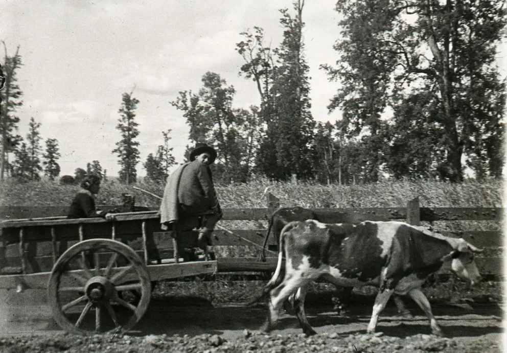 Yunta de bueyes en dirección a Nahuel Huapi. 1935. Colección Ponzinibbio en Archivo Visual Patagónico.