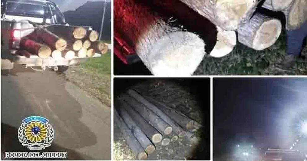 Se secuestraron un total de 12 postes de ciprés.