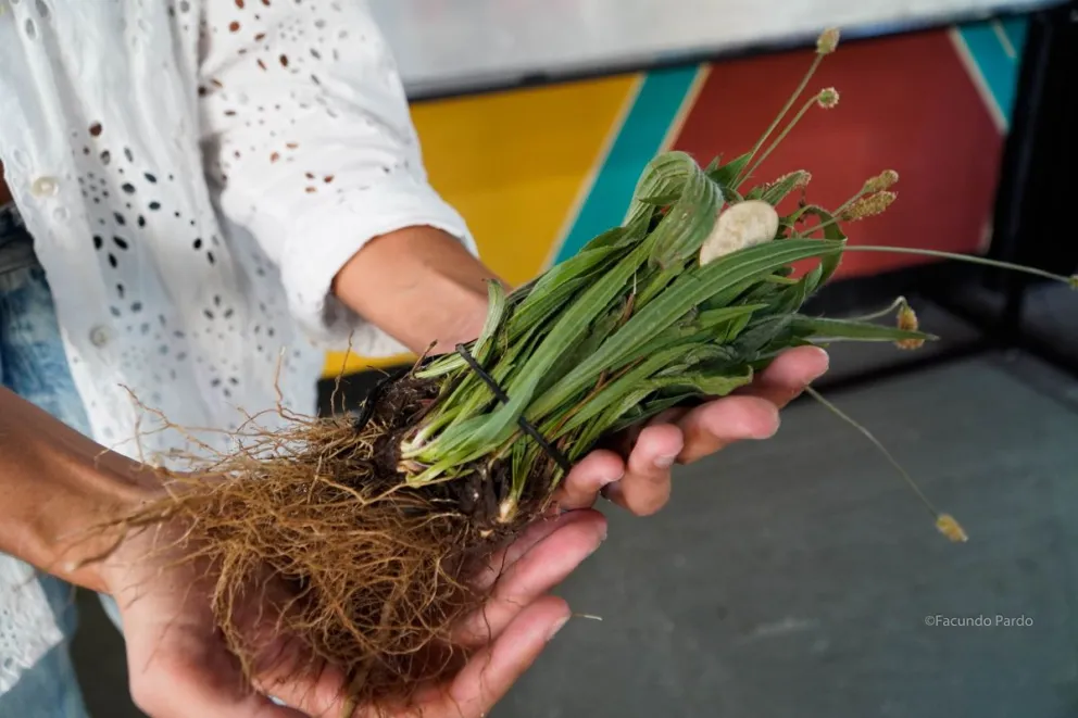 Muchas veces estamos rodeados de plantas que no sabemos que se pueden consumir (fotos: Facundo Pardo).