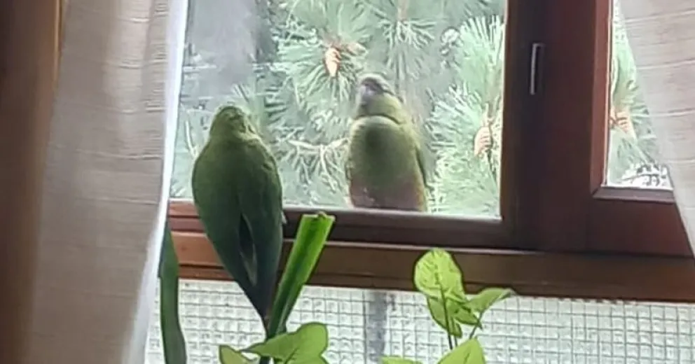 En el otoño bajan a la ciudad a alimentarse en árboles frutales.