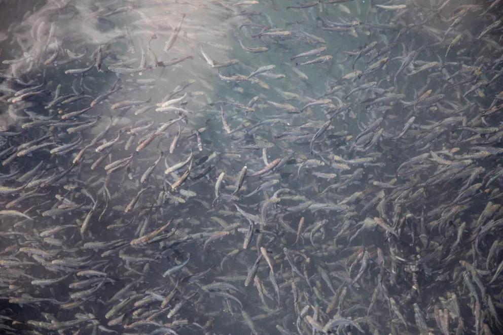 Truchas de criadero en Alicura. Foto: Eugenia Neme.