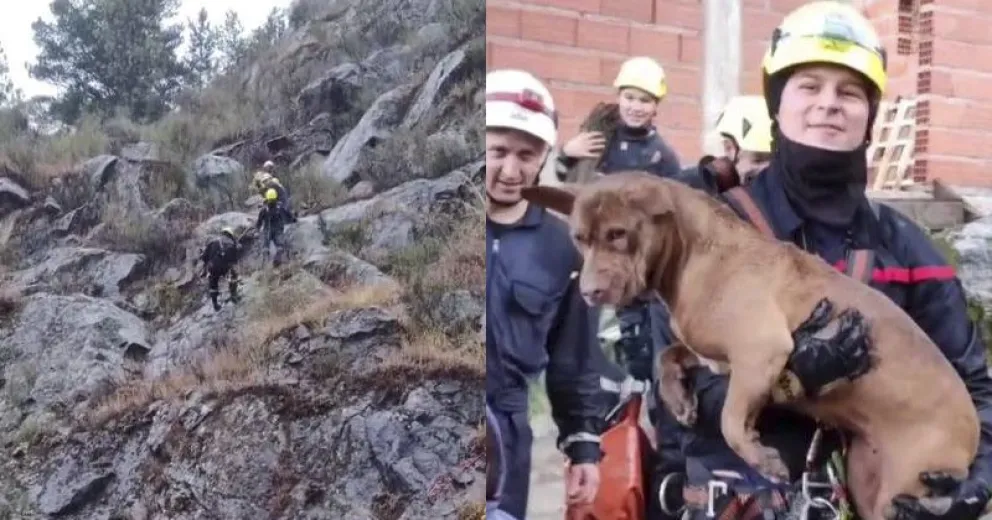 Varias voluntades unidas para salvar la vida del animalito.