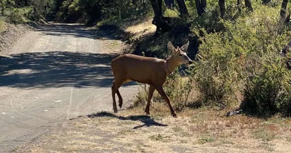 Hermoso ejemplar visto en el Parque Nacional Lanín.
