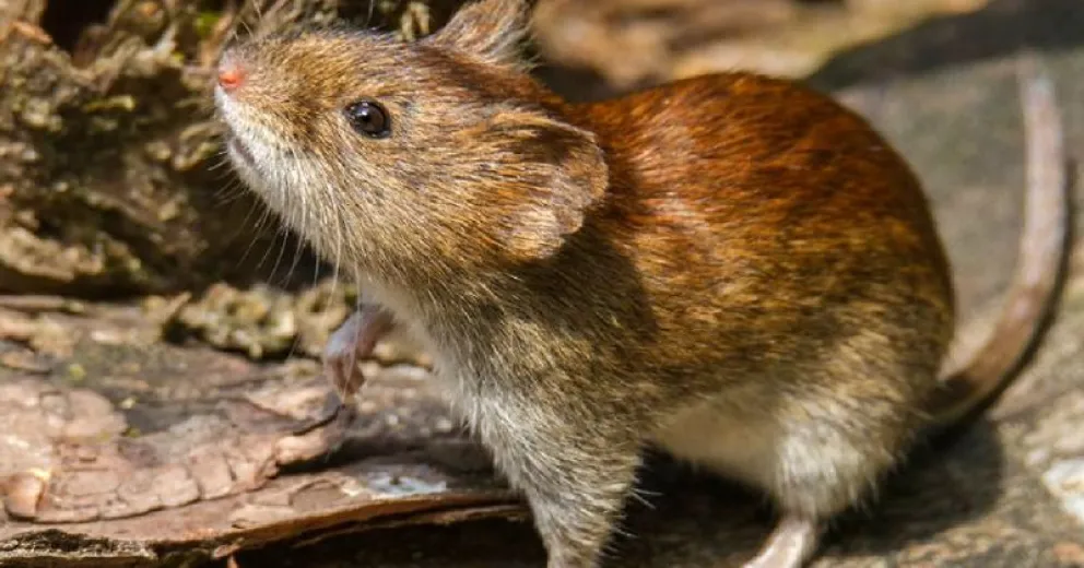 El Hantavirus es una enfermedad viral aguda grave. El principal transmisor es el ratón colilargo.