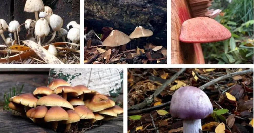 Se puede colaborar con un libro para la biblioteca del barrio Lera.