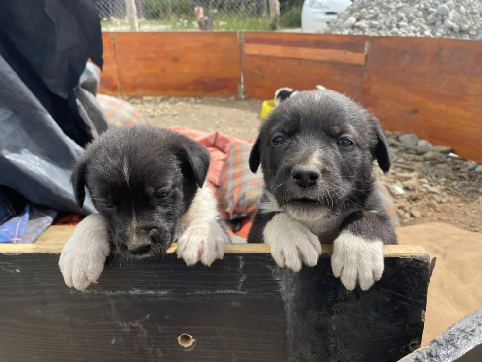 La intención es recaudar algo de dinero para continuar con el cuidado de los perritos mientras se les busca un hogar (fotos gentileza).