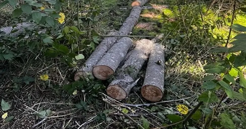 El entorno natural sigue sufriendo daños luego de los incendios del verano.