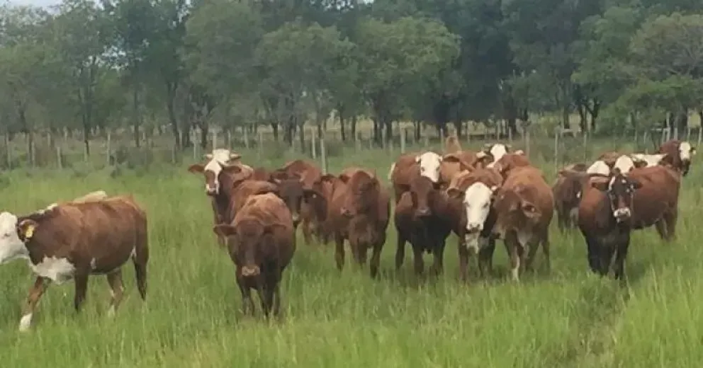 Un análisis detallado explica cómo se compone el valor de la carne, desde la cría al mercado. Foto (archivo).