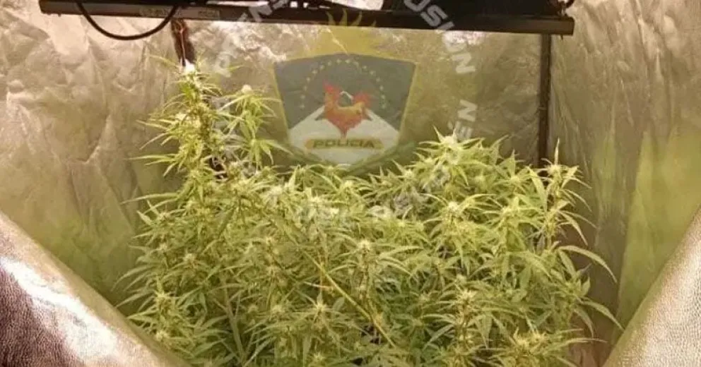 El sujeto tenía en su vivienda plantas de marihuana.