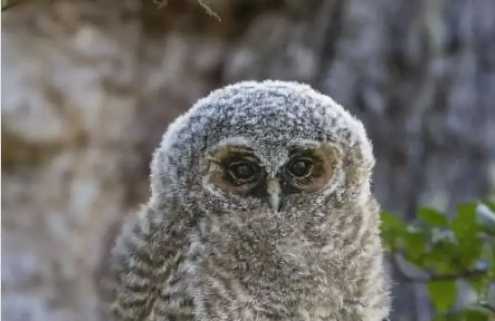 El bellísimo ejemplar. 