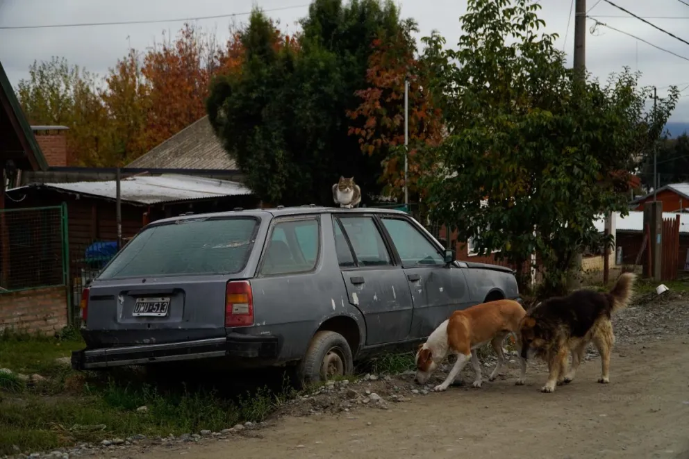 Otra denuncia de perros, esta vez en el este y van ... Foto: de archivo