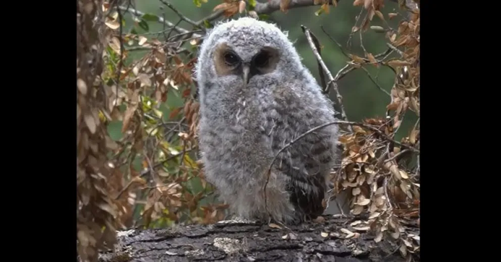 Captura de pantalla del video de Mario Cresevic, del ejemplar visto en Bariloche.
