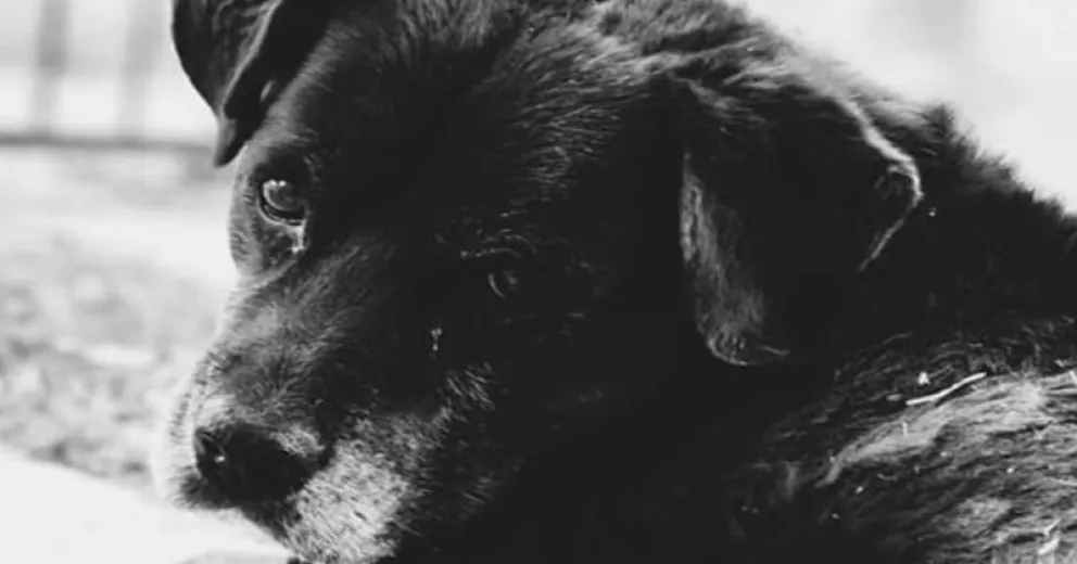 El lazo de une a muchas mascotas con diversas instituciones es algo cotidiano.