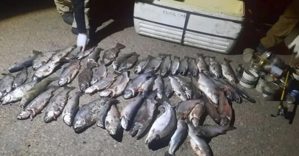 Parte de las truchas decomisadas en el operativo. Foto: gentileza
