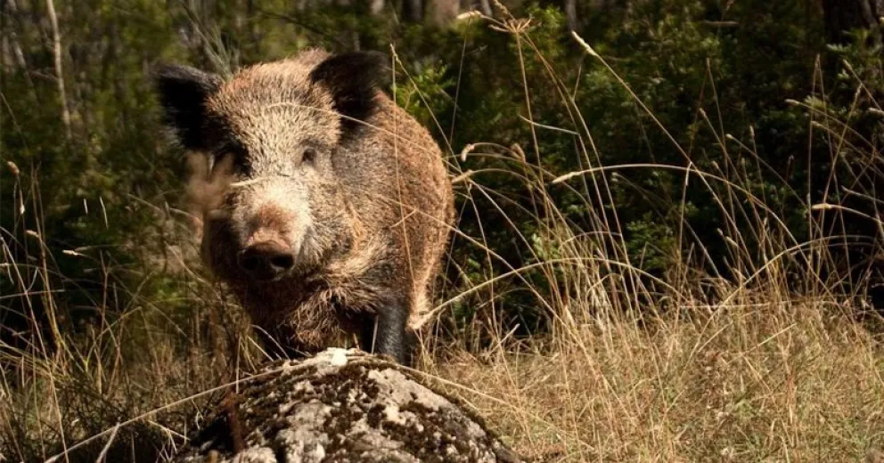  Como máximo una hembra puede parir 20 crías por año.Foto:gentileza
