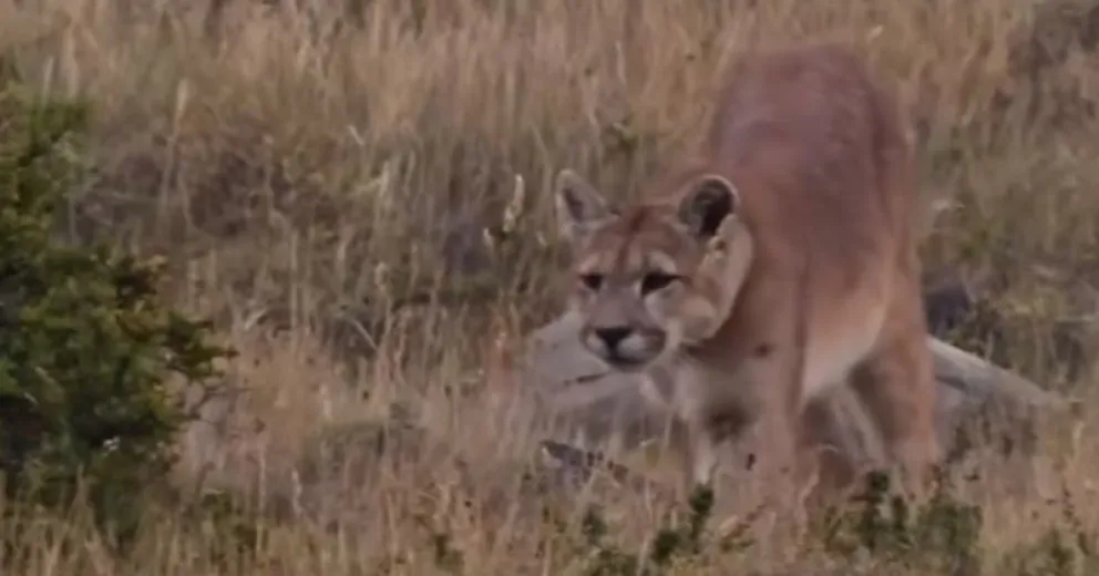 El animal pasó tranquilo cerca de los jóvenes.
