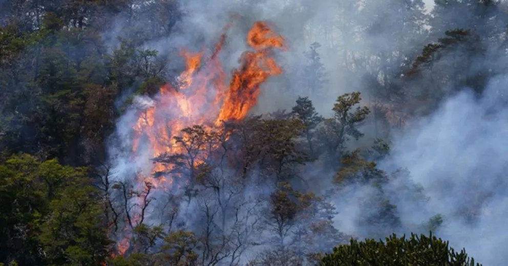 Los Bosques Andino Patagónicos constituyen una de las últimas reservas mundiales de bosques templados.