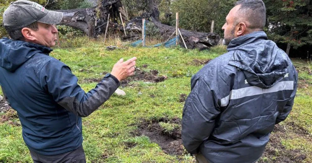 En el suelo se pueden ver las hozadas que dejan a su paso. Foto: gentileza