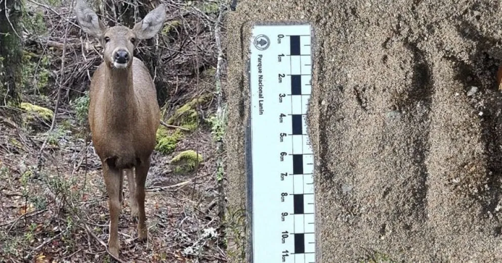 Llegó desde Chile, recorriendo bosques de ñire, lenga, caña colihue y mallines, prefiriendo zonas de media ladera con buena cobertura vegetal.