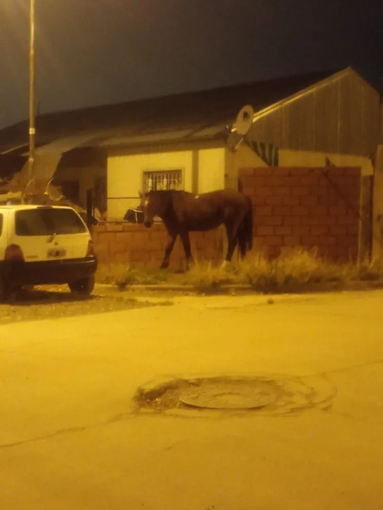 Preocupación de los vecinos de la ciudad. 