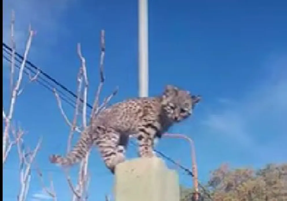 Se cree que el pequeño gato silvestre llegó atraído por dos gatas domésticas (video: Pablo Zeta) 