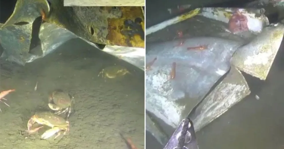 Suman nuevas pruebas para saber lo que sucedió realmente.