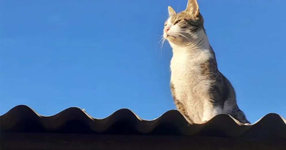 Todos pueden participar.