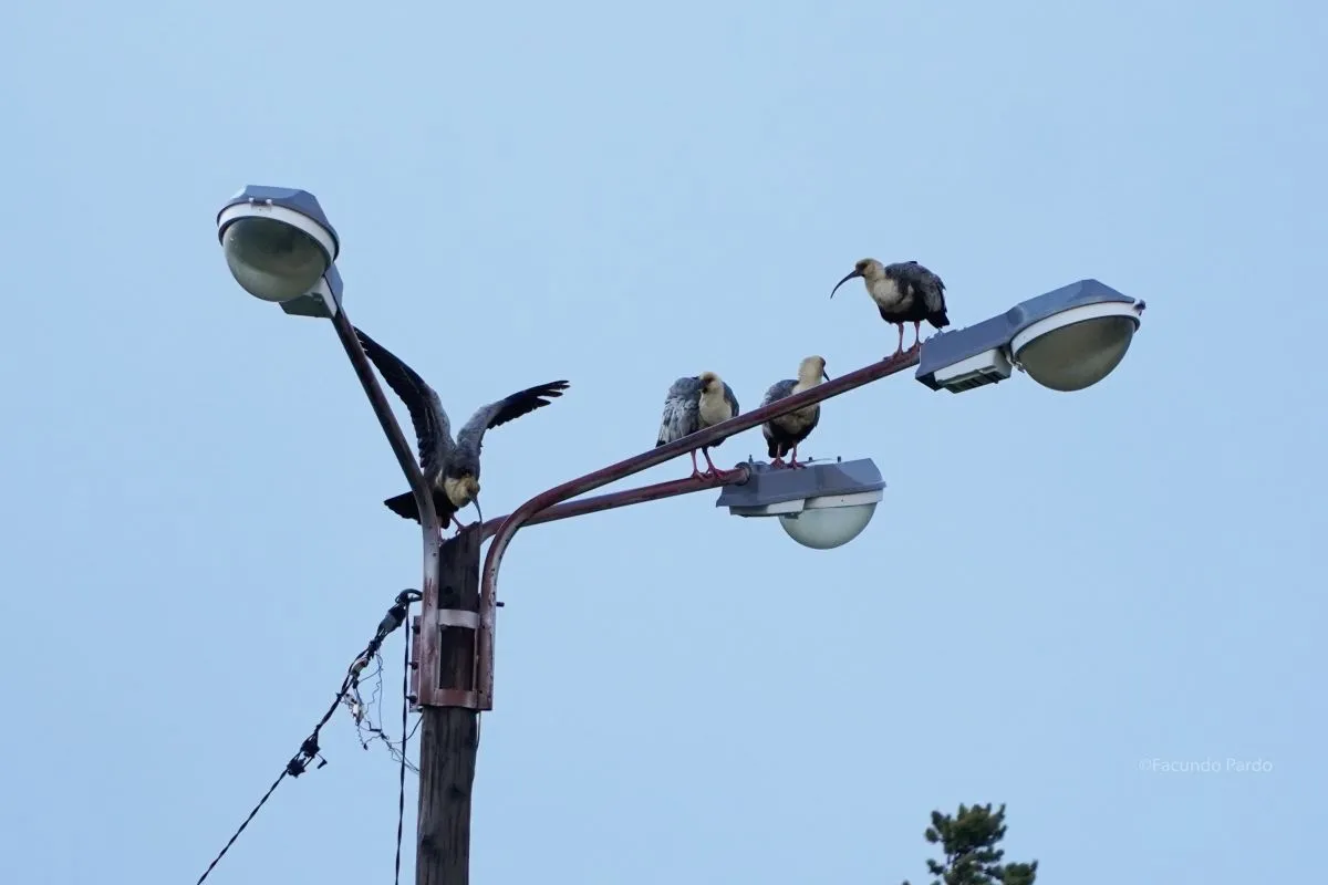 Cooperativa de Electricidad anuncia corte de luz para el martes en barrio Aeronáutica
