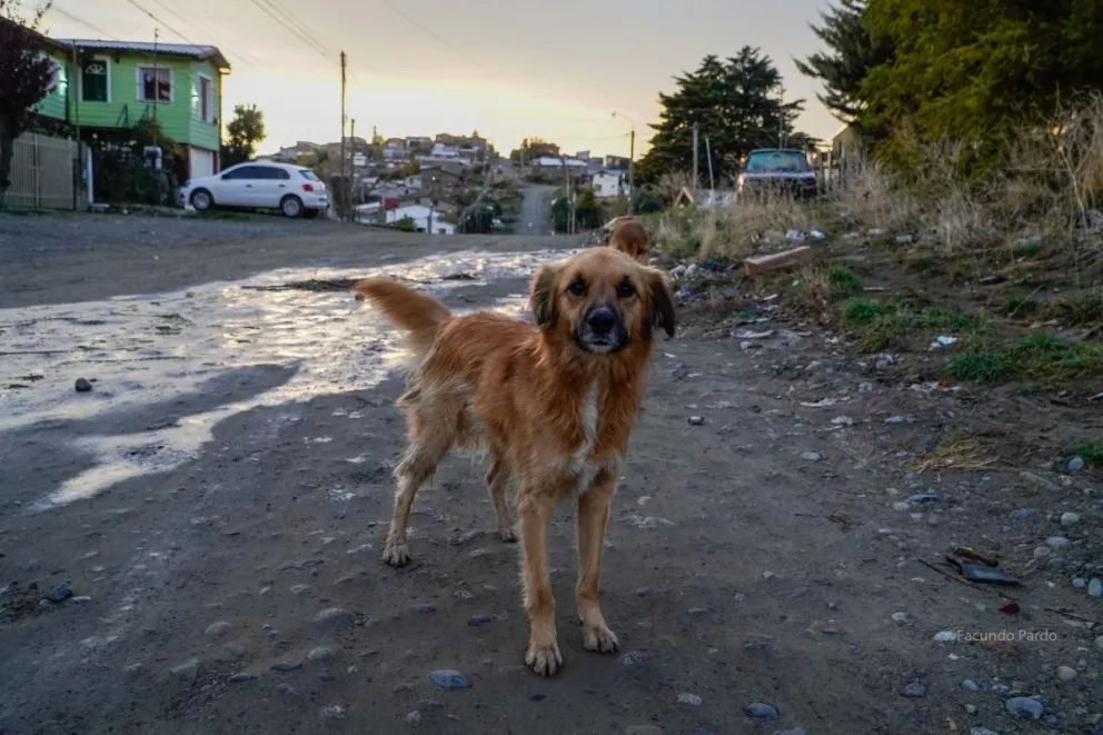 La víctima relató que una vecina del lugar salió a asistirla, le brindó primeros auxilios. Foto:archivo