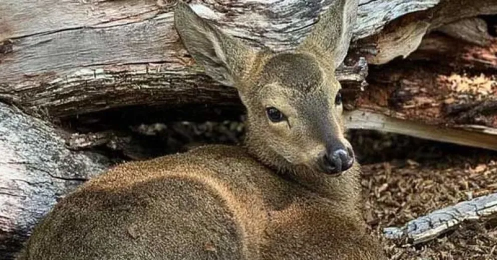 El seguimiento del animal se realiza exclusivamente a través de observación remota y registro fotográfico, para evitar interferencias en la crianza.