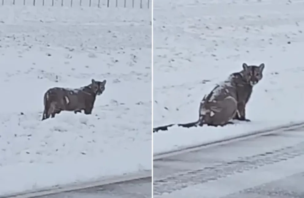 Enorme ejemplar de un puma en el Ruta 40 sur (Foto y video: La Opinión Austral) 
