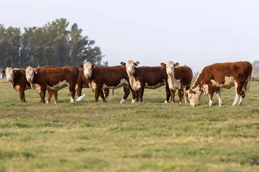 La extracción de muestras para pericias estuvo a cargo del Gabinete de Criminalística del Valle Medio. Foto: archivo