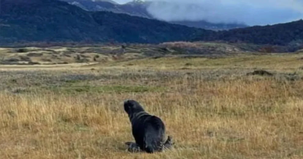 De manera preventiva fue devuelto a la playa.