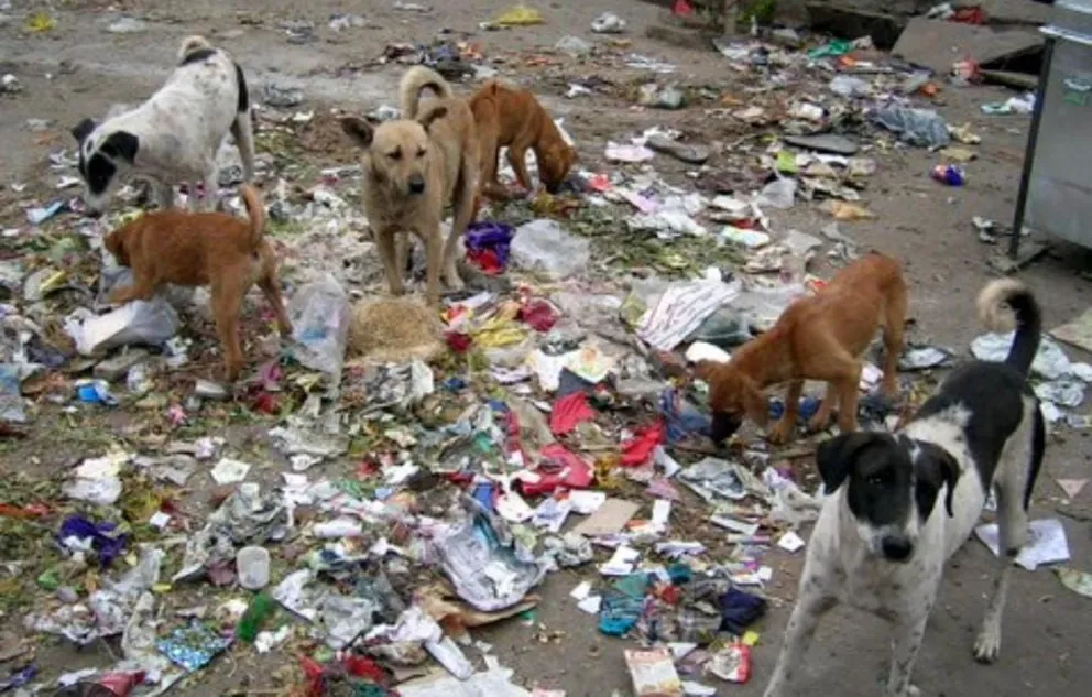 Los animales no son desechables. Foto: gentileza